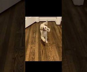 Een Blij Dansende Hond