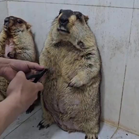 Marmot met plaatsvervangende paniekaanval