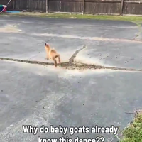 Dit geitje maakt je dag nog leuker