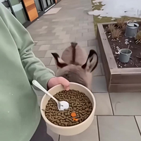 Ohw Donkey zing een liedje voor mij alleen