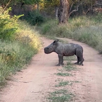 Baby neushoorn gaat lekker