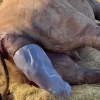 Dumpert geboortetelevee