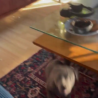 Koter met adhd