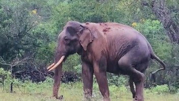 Jeukende steunpilaar