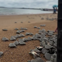 Babyschildpadden worden vrijgelaten