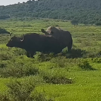 Buffel vs neushoorn