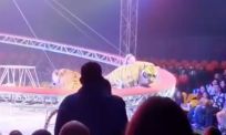 Tijger breekt uit tijdens circusshow en veroorzaakt paniek in zaal - Deel 1