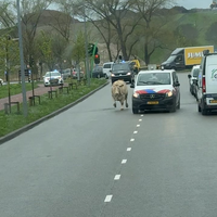 Levensgevaarlijke koe 