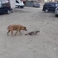 Hond en kat jagen op duif