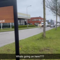 Koe op weg!