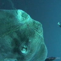 Mola Mola redden