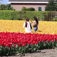 Toeristen slopen bollenvelden