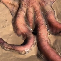Octopus vs klein gat