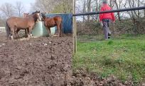 Vrouw wil maar niet luisteren en blijft paarden voeren
