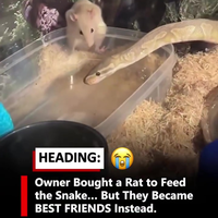 Rat voor mijn slang gekocht 