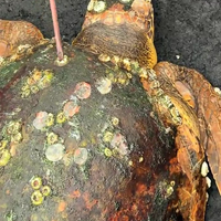 Schildpad wordt geterroriseerd door rankpootkreeften