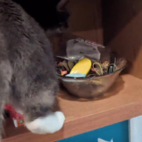If it fits...