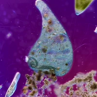 Eéncellige protozoön beukt ff door collega heen onder de microscoop
