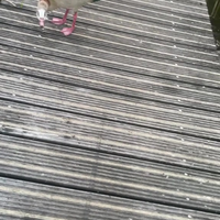 Hoe passeer je een boze gans?
