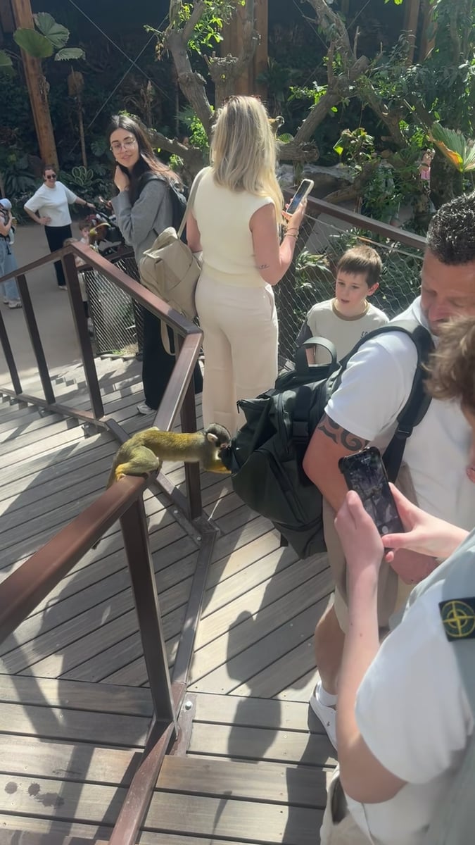 Aapjes kijken in de dierentuin