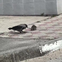 Kraai pest rat