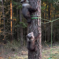Hondjes spelen lekker in de tuin 