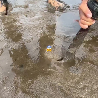 Lange slurf uit de modder