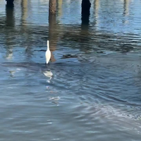 Chillen op een Lamantijn..
