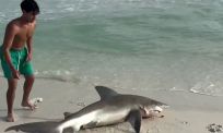Paradijs in Florida… tot er ineens een haai op het strand ligt