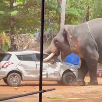 Olifant wil autorijden