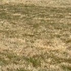 What a supportive hond (stole his owner's crutches)