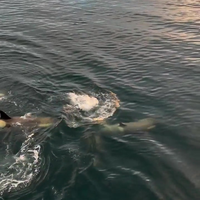 Orka's jagen op pinguïn terwijl cruisevolk toekijkt