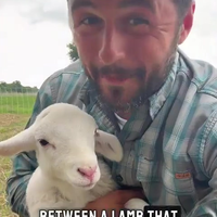 Weetje over lammetjes