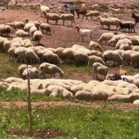 Schaap vangen