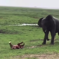Geboorte van een olifant