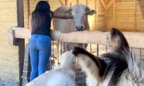 Stier Bruno ontsnapt aan slacht en krijgt tweede kans op boerderij van Ruud Zwaan