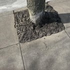 Square root of tree
