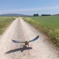 Je el vogelo uitlaten 