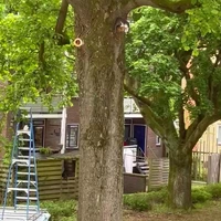 Kat gered uit mega hoge boom!