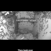 The story of Maxime and them bees