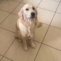 Je hond een pilletje geven 