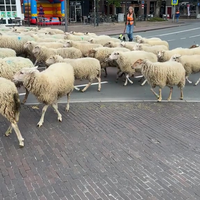 Sta je dan midden in de kudde