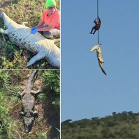 Krokodil bij Komati-rivier weggetakeld