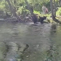 Aangevallen door een bever..