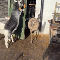 Hoeveel dieren heb u? 