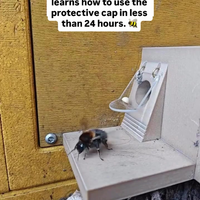 Hommel zijn slim 