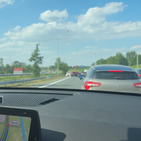 Koe op de snelweg