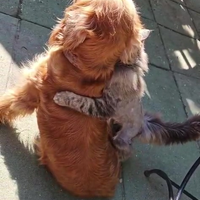 Lentekriebels