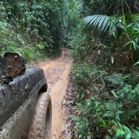 Downhill in de jungle