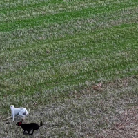 2 honden, 1 haas